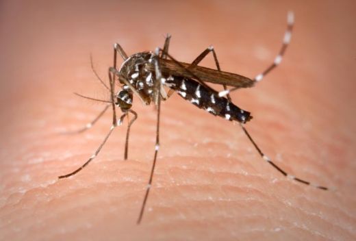Combatir el Aedes Aegypti es responsabilidad de todos