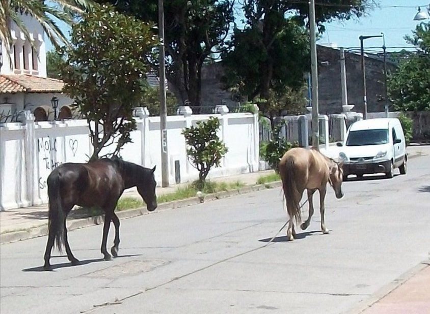 Ordenanza de Salubridad, modificación
