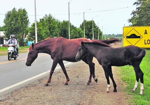 Fiscalización de animales sueltos