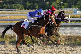 Protocolo del MSP a cumplir en carreras de caballos