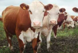 Curso en Sistema Ganadero