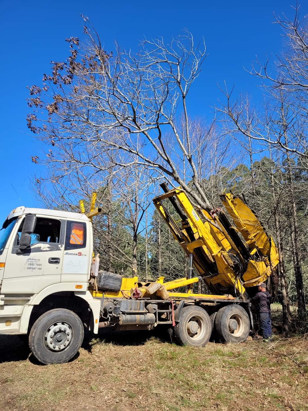 Avanza a “buen ritmo” la plantación de árboles en la Laguna de las Lavanderas