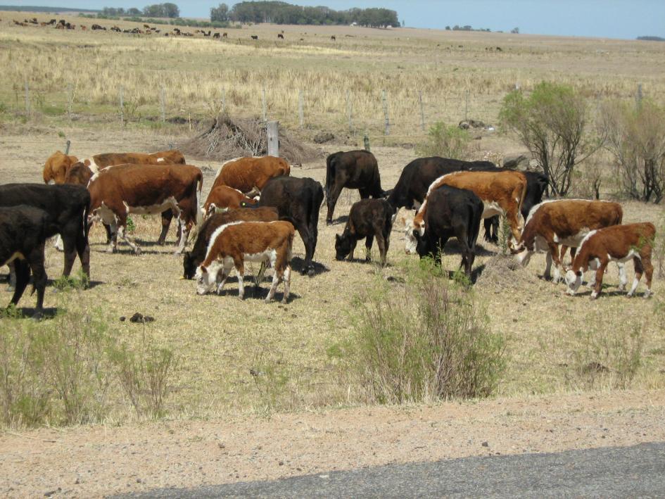 IDT brinda apoyo a pequeños productores que enfrentan dificultades por la sequía