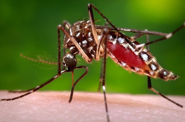 Recomendaciones para evitar enfermedades transmitidas por el mosquito Aedes Aegypti