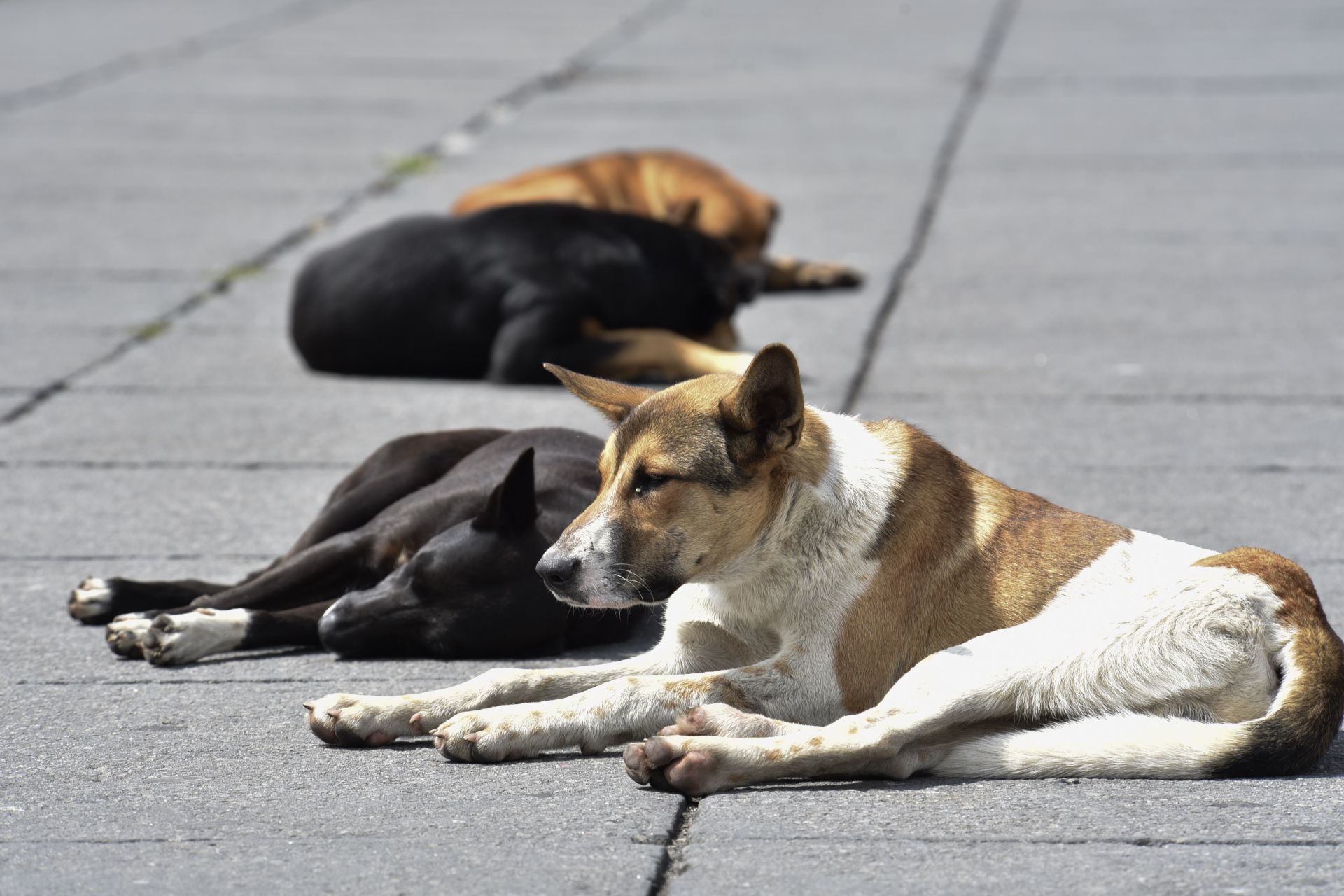 Bienestar animal: se brindará servicio de castraciones caninas en el Centro de Barrio N° 6