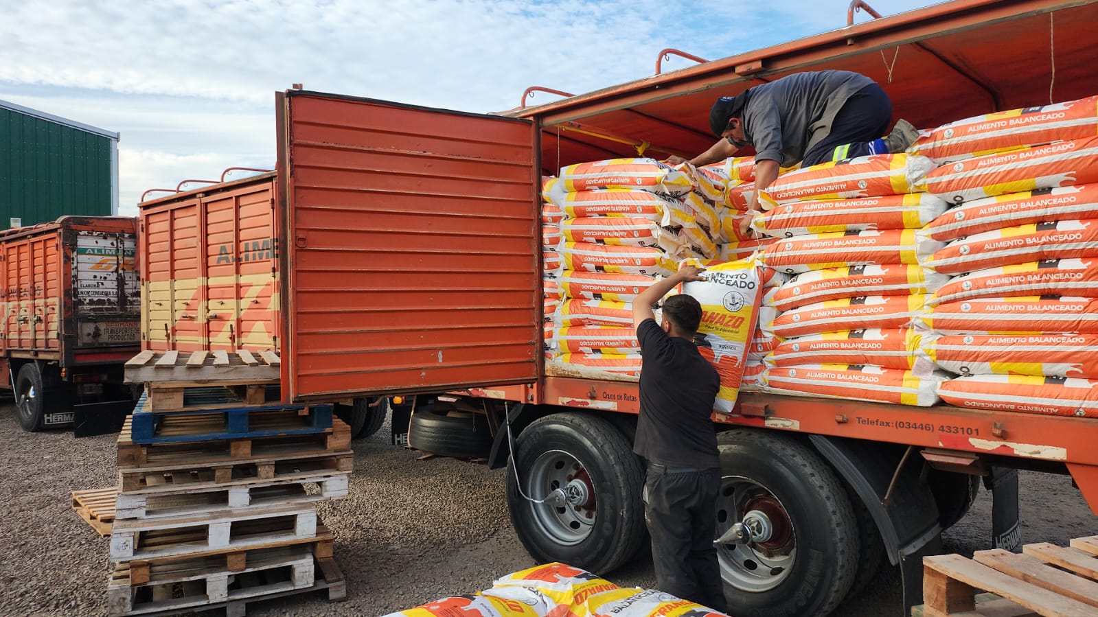 Productores Ganadero: IDT comenzó con la entrega de ración subsidiada al 50 %