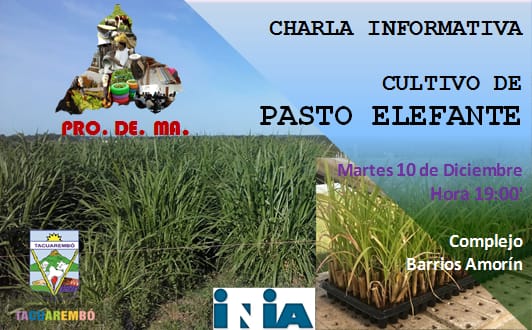 Cultivo pasto elefante