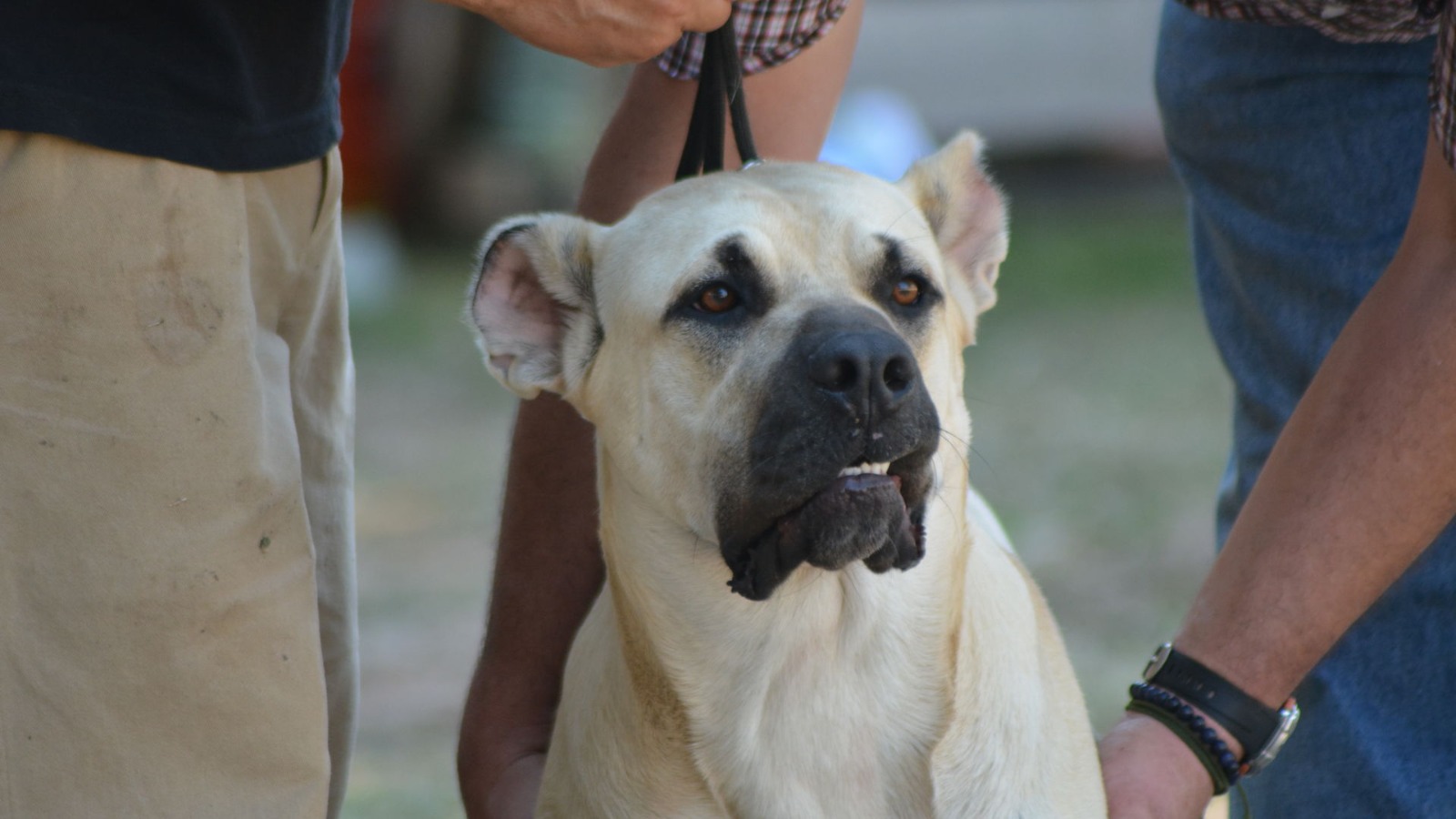 El «Perro Cimarrón» es una raza de perros uruguaya