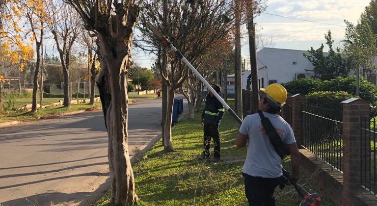 Comenzó en San Gregorio, la Poda de Invierno en 700 árboles