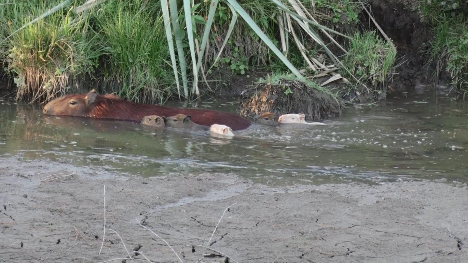 Nacieron dos carpinchos albinos en la Reserva López Lomba de Tacuarembó