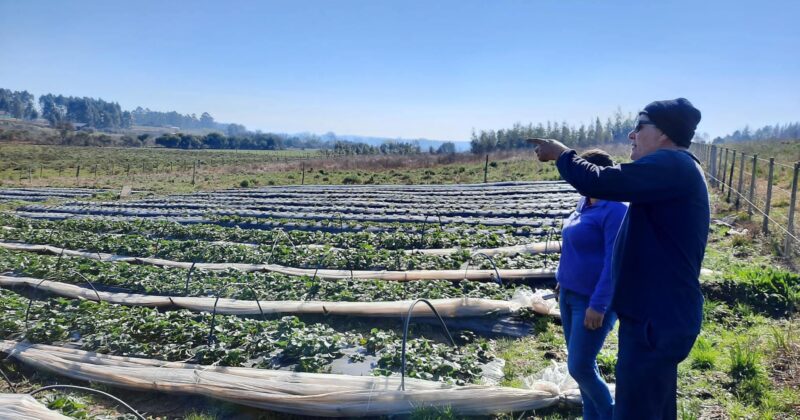 Más de 1000 pequeños productores fueron beneficiados por la Intendencia en lo que va del año 2023