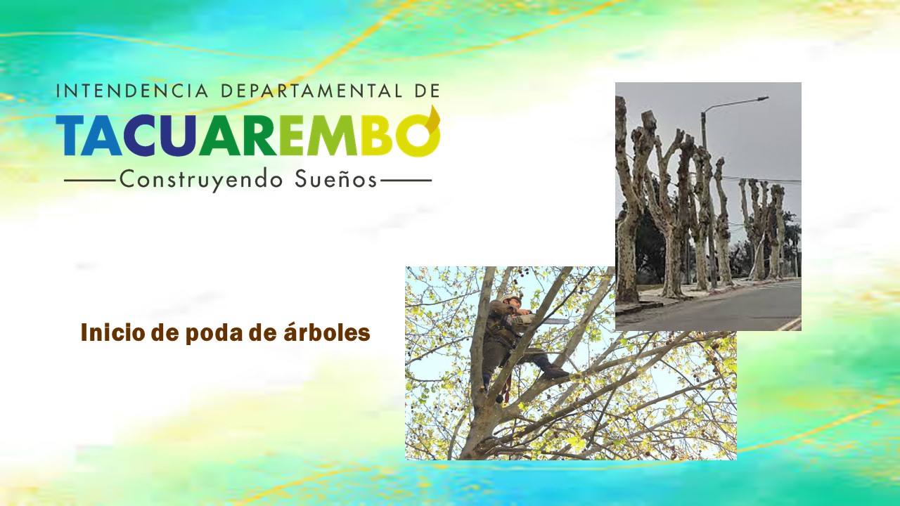 Inicio de tareas de poda de árboles