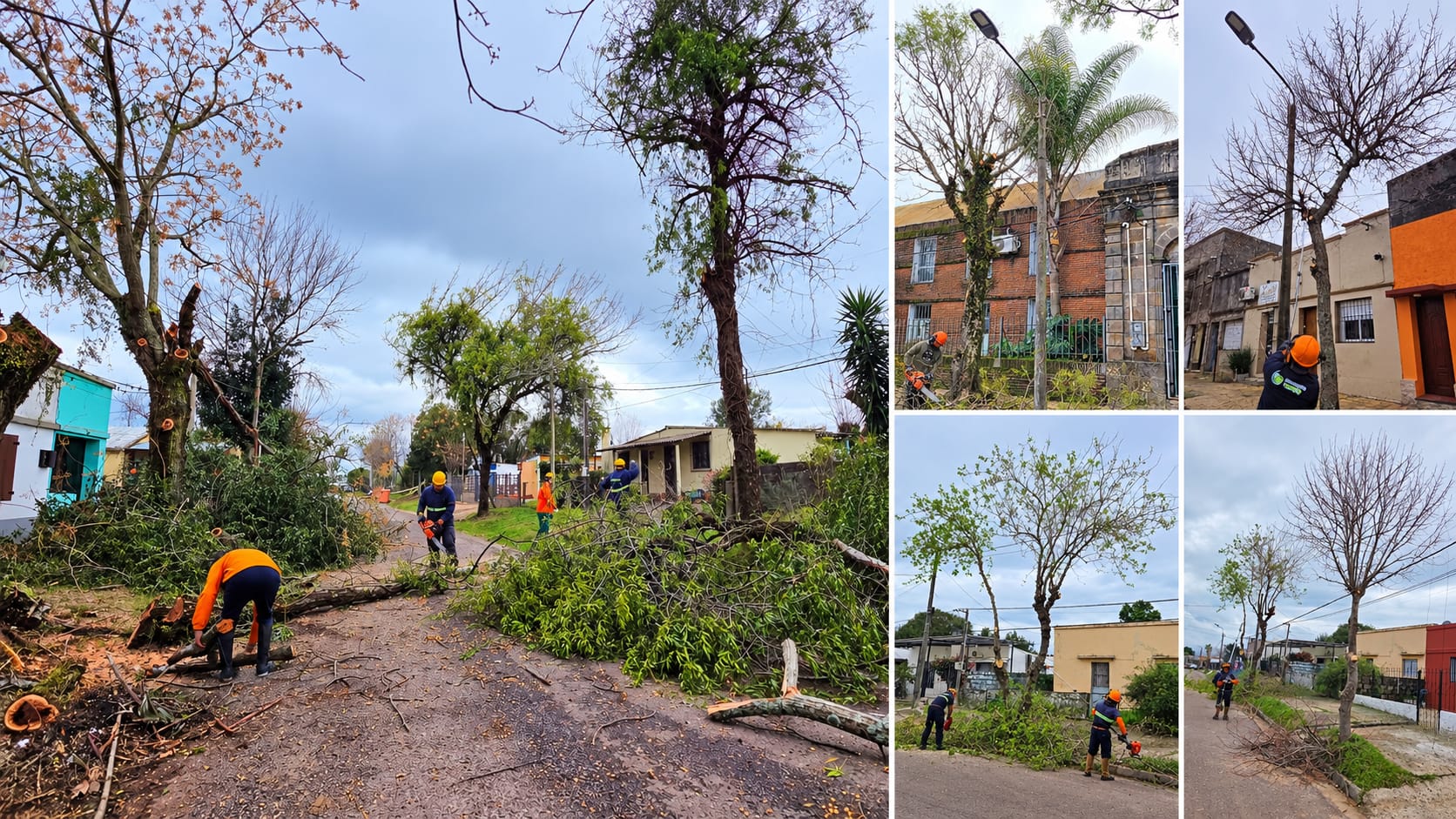 Finalizó la temporada de podas en la ciudad de Tacuarembó