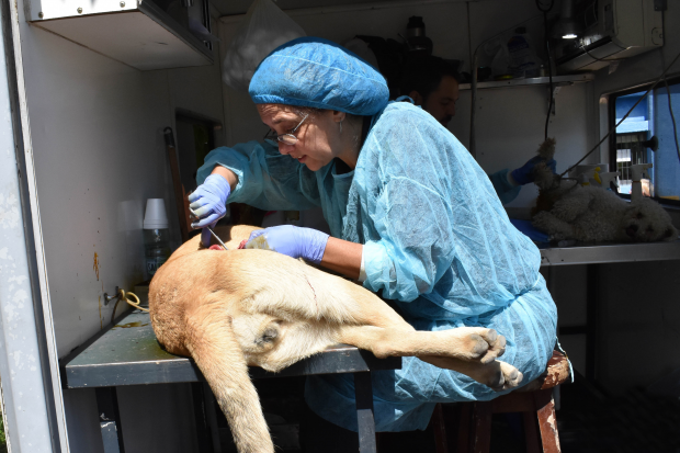 Castración y chipeado gratuito Centro Barrio 5