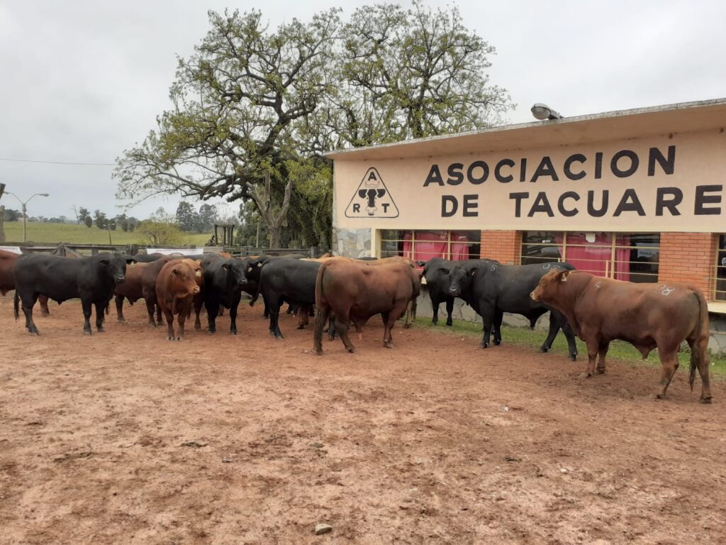 72ª Exposición Ganadera Tacuarembó 2021