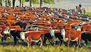 Actividades del Proyecto Ganadero