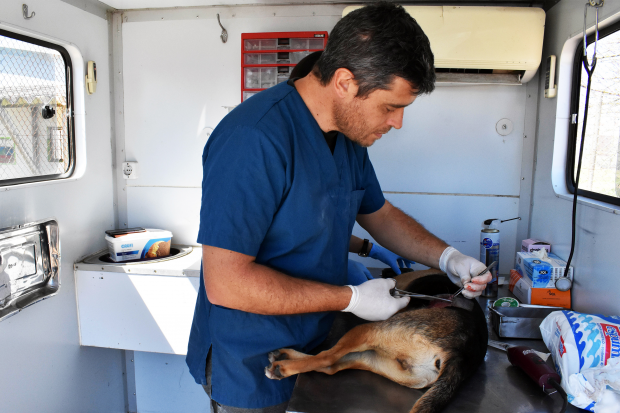 Castraciones gratuitas