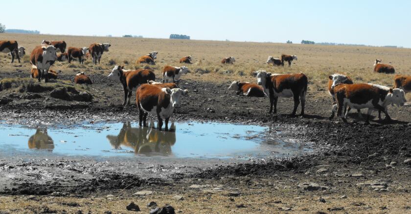 Línea de crédito por emergencia agropecuaria