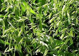 Servicio de maquinaria, costos bonificados