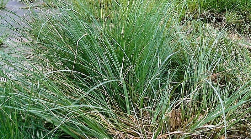 Control de la maleza “capim annoni”